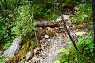 山间小径旁的倒木与绿植