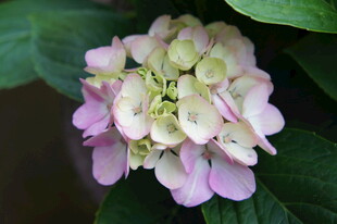 粉色绣球花特写