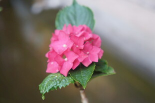 娇艳粉色绣球花特写
