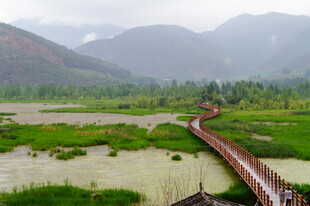 山间木桥横跨湿地美景