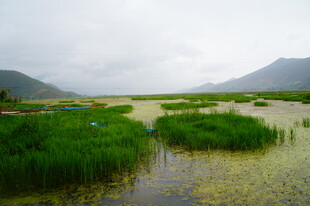湿地风景 绿意盎然的自然地