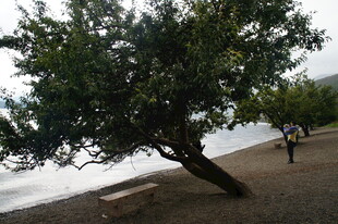 岸边倾斜大树下的行人