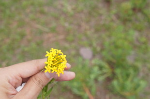 手捧黄色小花静物图