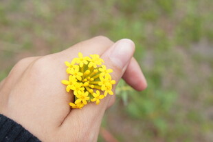 手指上的黄色小花