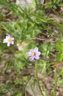 草地上的两朵紫色小花