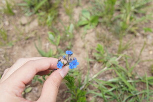 手捧蓝花于绿野间