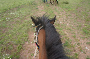骑马视角 绿野中的前行之旅