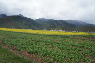 田园油菜花与远山美景