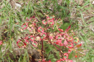 鲜艳红植物绽放于草丛