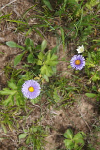 草地上的美丽紫色小花