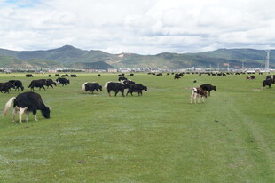 草原上的牛群悠然吃草