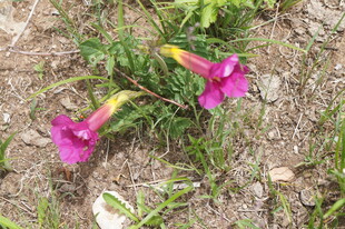 地面绽放的两朵艳丽喇叭花