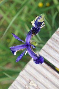 紫色鸢尾花特写