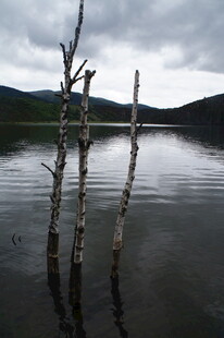 湖畔枯木 静谧自然景象
