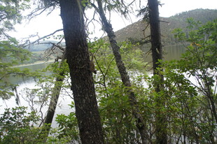 林间湖畔的自然景致