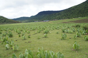广袤绿野中的蓬勃生机
