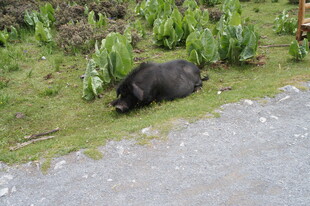 路边休憩的黑猪