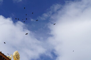 天空中飞翔的众多鸟儿