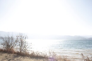 海边枯苇 静谧阳光景致