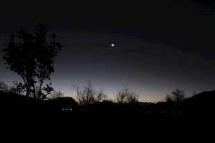 夜幕下的树与天际微光