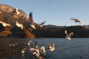 湖畔群鸟纷飞的美丽景象