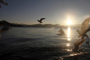 夕阳下飞鸟掠过波光水面