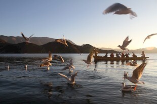 湖畔群鸟飞翔的美丽瞬间