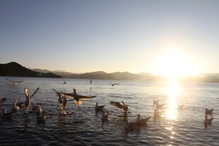 夕阳下海边嬉戏的人群