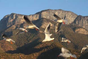 群鸟翱翔于山峦之上