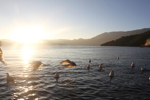 夕阳下湖面飞鸟嬉戏