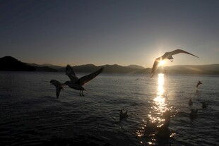 夕阳下飞鸟掠水的美景