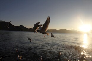 夕阳下群鸟飞翔于水面