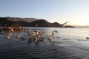 海边人群戏水美好场景