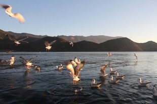 湖畔群鸟飞舞的美丽景象