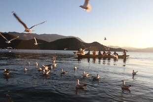 海边群鸟飞舞的美丽景象