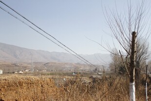 冬日旷野枯树与电线景观