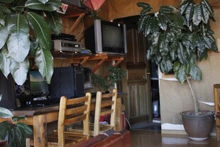 室内绿植环绕的温馨角落