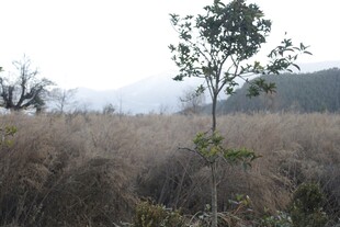 荒野中孤独挺立的小树