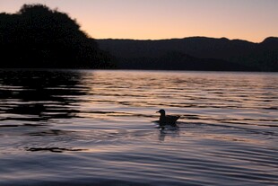 夕阳下湖面独游的鸭子
