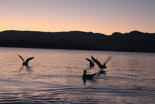 夕阳下湖面飞鸟嬉戏