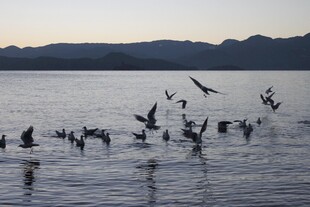 湖畔群鸟嬉戏图