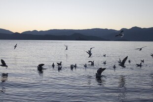 夕阳下群鸟嬉戏于水面