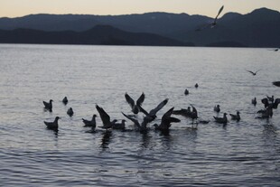 湖面上的鸟儿与枯木