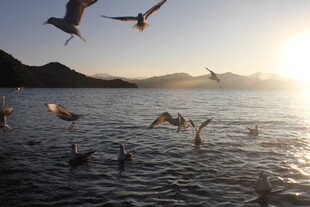 夕阳下海鸥在海面飞翔