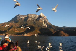海上群鸥伴山景