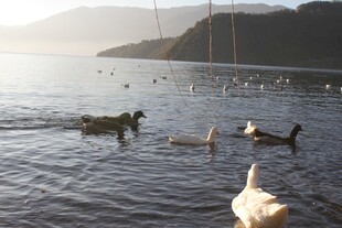 湖畔鸭群戏水图