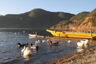 湖畔渔村 鸭群与船只美景