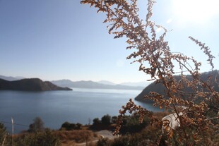 湖畔风光 枝叶点缀美景