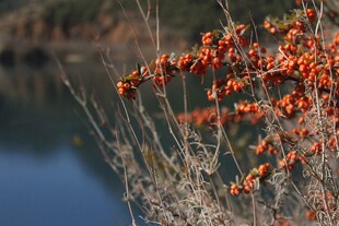 湖畔红果枝头俏