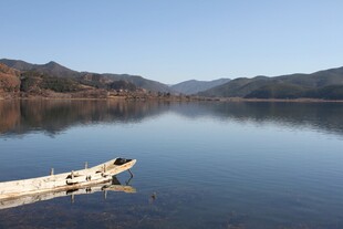 宁静湖面与岸边浮木景象